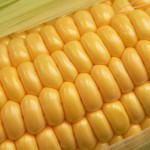 Uživatelský avatar